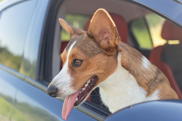 Welsh Corgi Pembroke volbloed hond in de auto Huisdieren