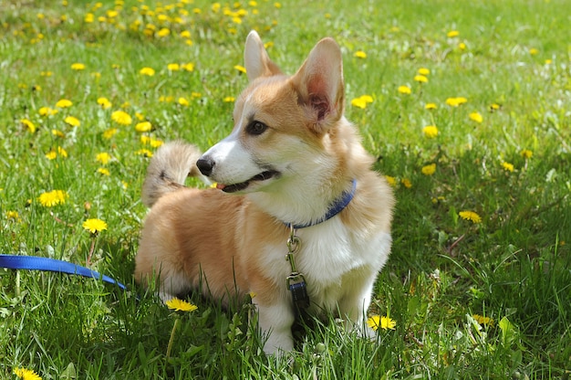 Welsh Corgi Pembroke walk on the lawn with dandelions