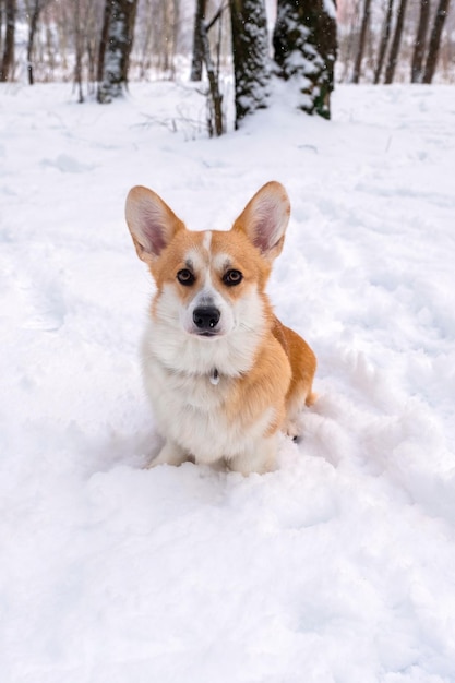 Welsh corgi pembroke nella foresta invernale