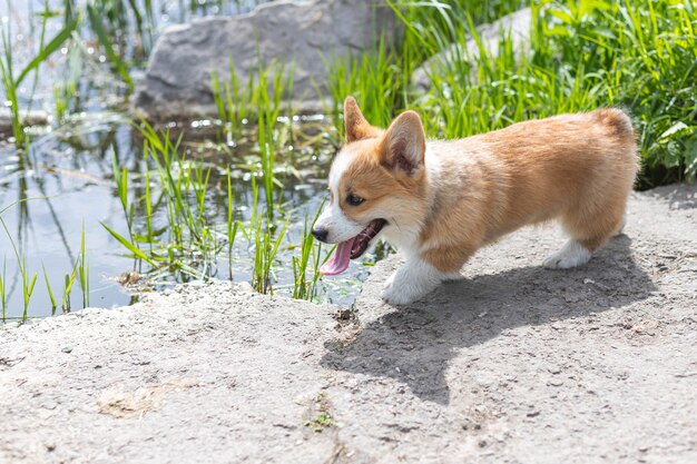 Welsh corgi puppy against green grass on a sunny day