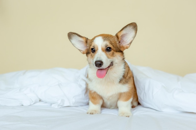 Welsh corgi puppy in the bedroom on the bed at home under a blanket