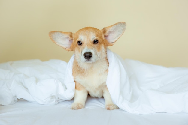 Welsh corgi puppy in the bedroom on the bed at home under a blanket