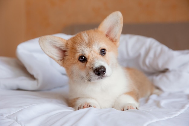 welsh corgi puppy in the bedroom on the bed on a white sheet