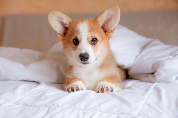welsh corgi puppy in the bedroom on the bed on a white sheet
