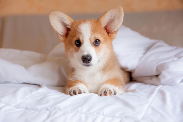 白いシーツのベッドの上の寝室のウェルシュコーギー子犬