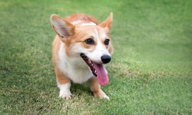 Welsh Corgi puppy dog on the green