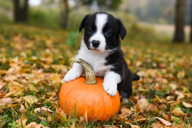 Welsh corgi puppy hondje