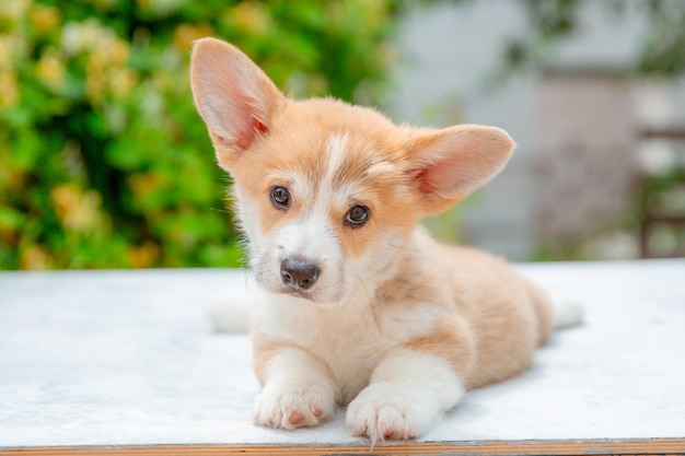 Welsh corgi puppy in de zomer op een achtergrond van bloemenkalender