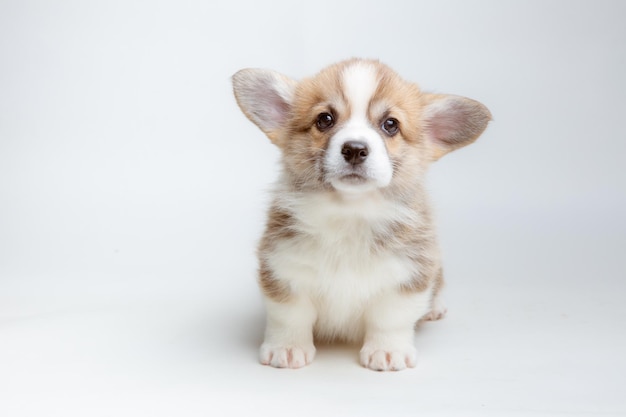 A Welsh corgi puppy is isolated on a white background