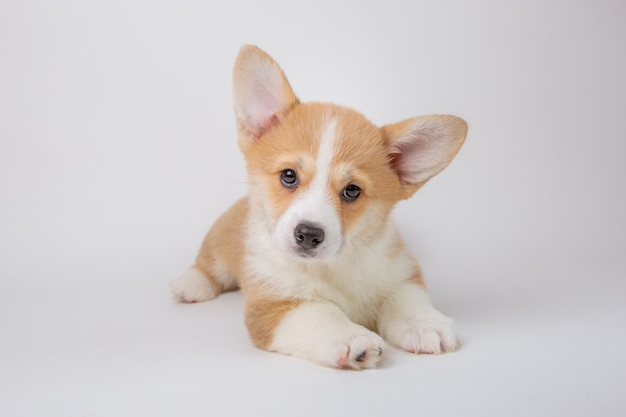 Welsh corgi puppy isolated on white background cute pets