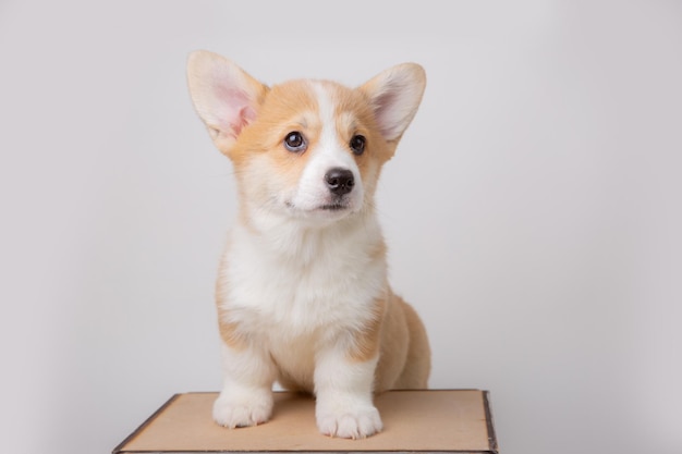 白い背景のかわいいペットに分離されたウェルシュ ・ コーギーの子犬