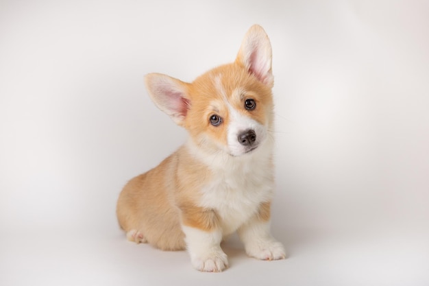 흰색 배경 귀여운 애완 동물에 고립 된 웨일스 어 corgi 강아지