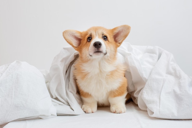 The Welsh corgi puppy lies in the bedroom on the bed covered with a blanket on a white sheet