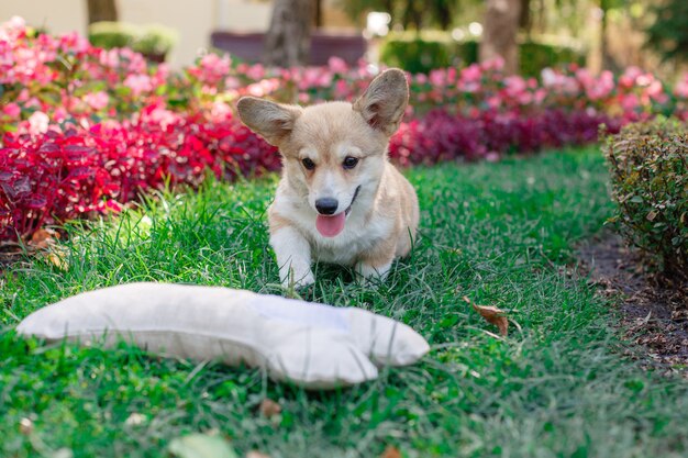 Welsh Corgi-puppy op een wandeling in het park