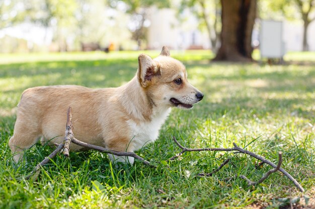 Welsh Corgi-puppy op een wandeling in het park