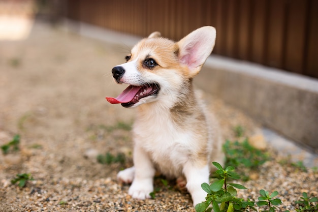 庭で遊んでいるコーギーの子犬