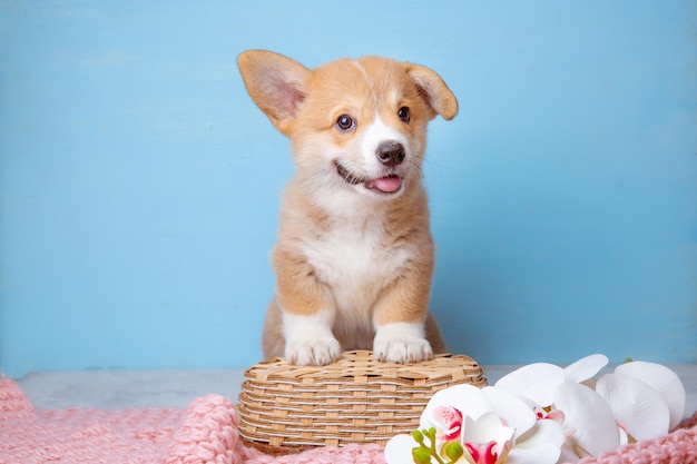 A welsh corgi puppy sits on a blue background