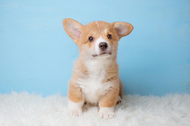 青色の背景にウェルシュ コーギーの子犬が座っています。