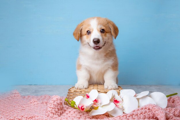 青色の背景にウェルシュ コーギーの子犬が座っています。