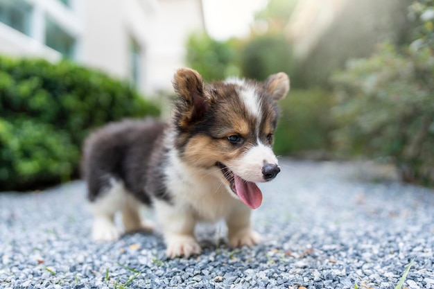 庭で舌を出すウェルシュ・コーギーの子犬