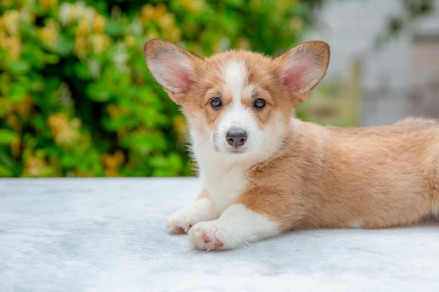 花のカレンダーの背景に夏のウェルシュコーギー子犬