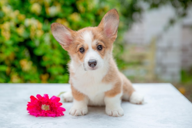 花のカレンダーの背景に夏のウェルシュコーギー子犬