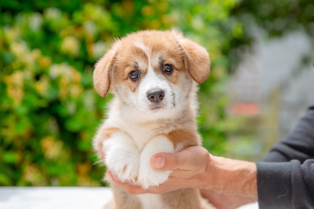 花のカレンダーの背景に夏のウェルシュコーギー子犬