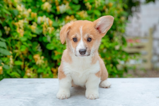 Cucciolo di welsh corgi in estate su uno sfondo di calendario di fiori