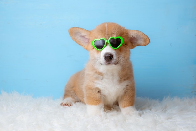 A Welsh corgi puppy in sunglasses sits on a blue background