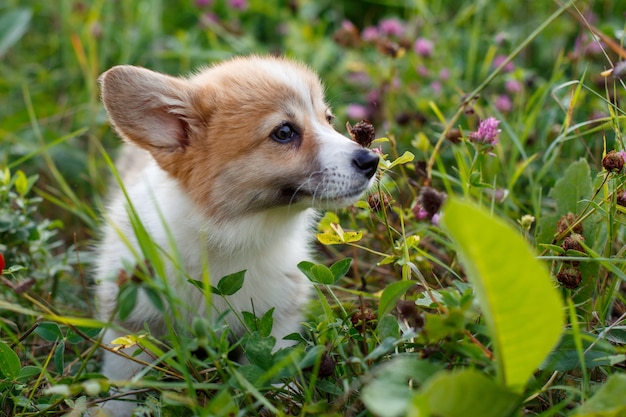 ウェルシュコーギー子犬は草の中を歩きます