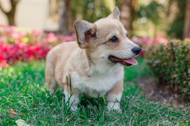 Welsh Corgi puppy on a walk in the Park