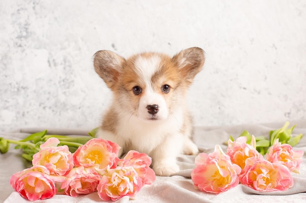 Welsh corgi puppy WITH A BOUQUET OF SPRING FLOWERS OF TULIPS ON A WHITE BACKGROUND