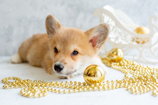 Welsh corgi puppy with Christmas tree toy