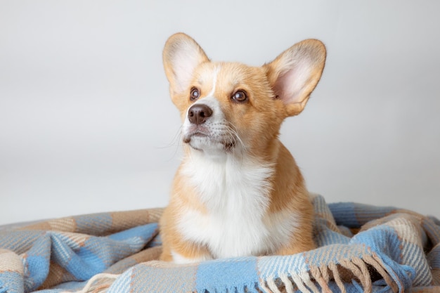 A welsh corgi puppy wrapped in a plaid on a white background