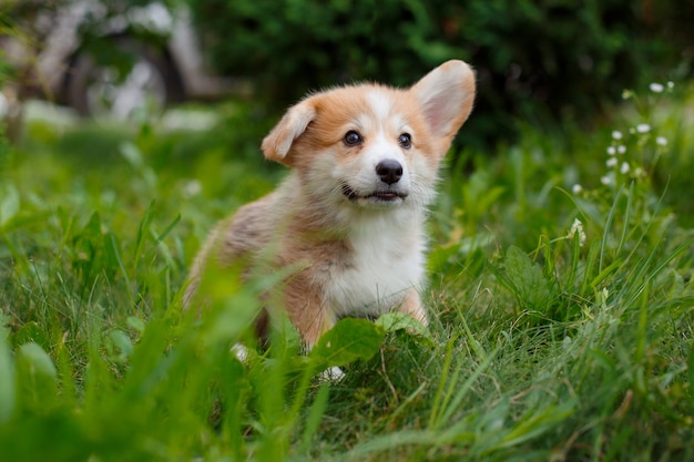 Welsh Corgi-puppygang in het gras
