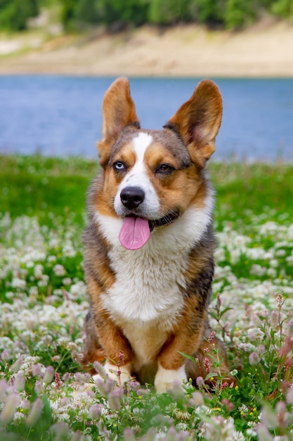 Foto welsh corgi in piedi nell'erba