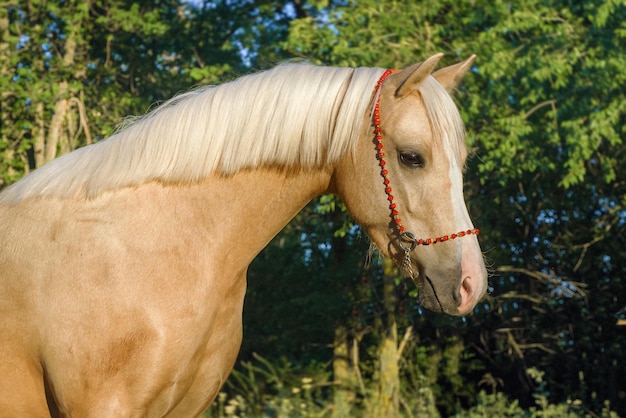 Welsh palomino pony in show stand portrait