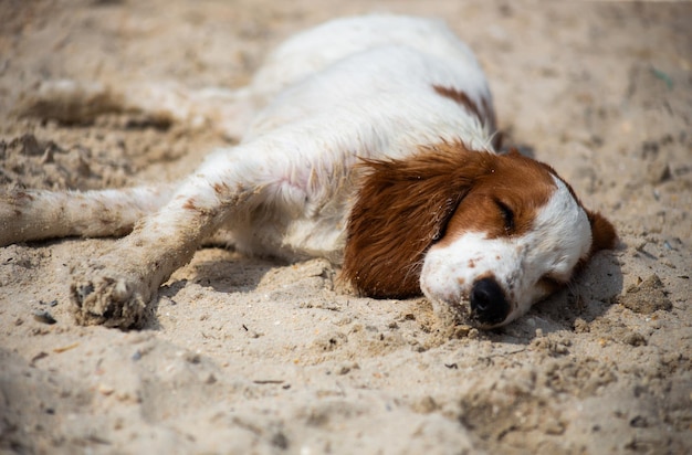 Welsh springer spaniel jachthond in de natuur