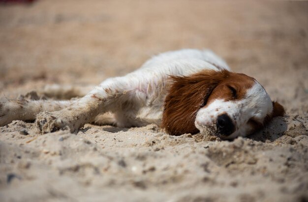 Welsh springer spaniel jachthond in de natuur