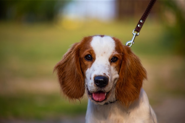 Welsh springer spaniel jachthond in de natuur