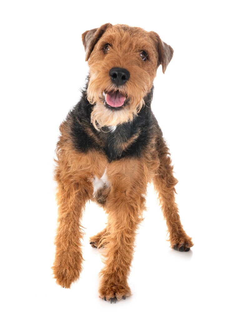 Foto welsh terriër in de studio