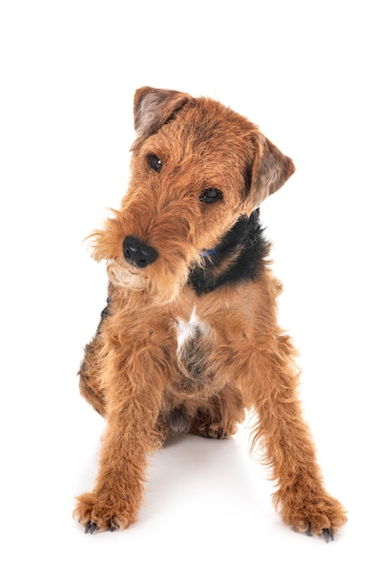 Welsh terrier isolated on white