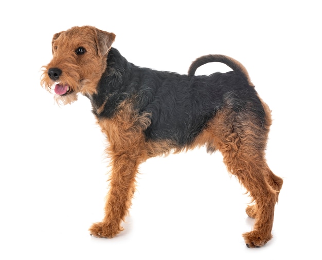 welsh terrier in studio