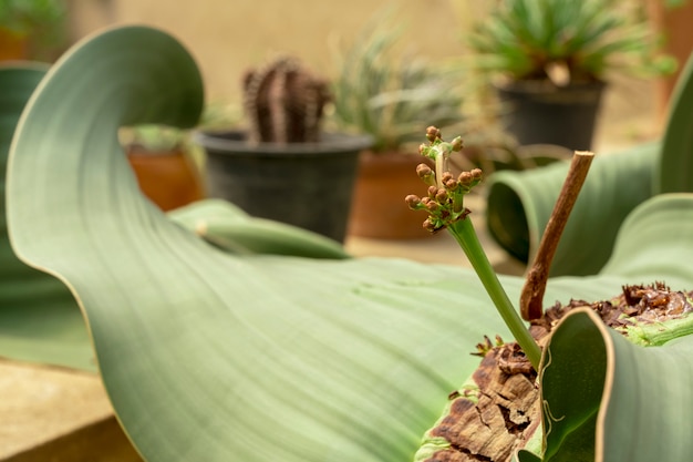 Welwitschia mirabilis завод