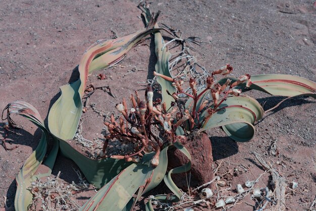 Foto pianta di welwitschia in namibia africa parco nazionale di etosha
