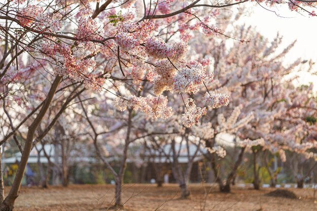 Wensboom, roze douche, roze cassia in openbaar park zijn prachtige roze bloemen van thailand.