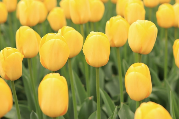 Wereld Tulp Dag Open plek van gele tulpen