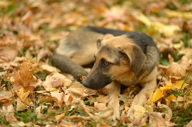 Werfhond liggend op gevallen bladeren in het park