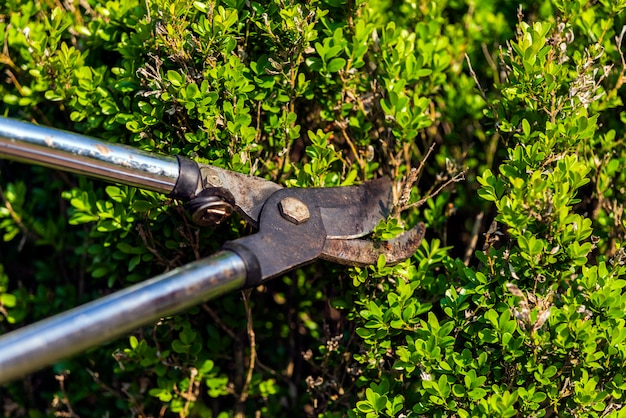 Foto werk in de tuin