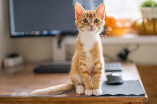 Werk vanuit huis. Gemberkat die onder computer slaapt. Hoge kwaliteit foto